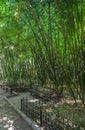 Green park with road, path to bamboo trees alley. Nice and comfortable great garden. Beauty nature landscape. Royalty Free Stock Photo