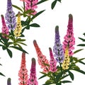 Summer spring wild lupines pink, violet and yellow flowers with green leaves.