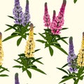 Summer spring wild lupines pink, violet and yellow flowers with green leaves.