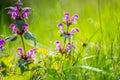 Dead-nettle blooming, bumblebee flying