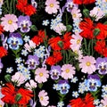 Summer spring wild pink, violet flowers, red poppy and blue forget-me-not flowers. Black background.