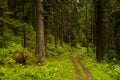 Summer spruce forest, Carpathian mountains Royalty Free Stock Photo