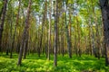 Summer spruce forest landscape in Siberia, Russia Royalty Free Stock Photo