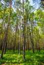 Summer spruce forest landscape in Siberia, Russia Royalty Free Stock Photo