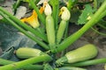 Summer squash