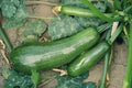 Summer squash Royalty Free Stock Photo