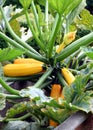 Summer squash pumpkin Royalty Free Stock Photo