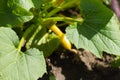 Summer squash yellow crookneck fruit, flower bud, and leaves Royalty Free Stock Photo