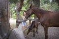 In summer  at the stable  a girl stands next to a horse with a foal Royalty Free Stock Photo