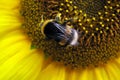 Summer stage. Solar event. Bumblebee on yellow flower. Pollination of a sunflower close up Royalty Free Stock Photo