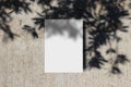 Summer stationery mock-up scene. Blank greeting card with tree leaf and branches shadow overlay. Grunge concrete