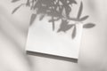 Summer stationery still life scene. Close-up of blank paper, greeting card mock-up. Trendy olive tree branches long