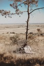 Summer steppe landscape, old chair with blanket under dried lone tree