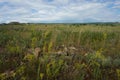 Summer steppe landscape