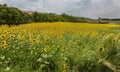 Summer storm looms over hay field in Tuscany, Italy Royalty Free Stock Photo