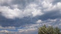 Summer stormy cloudscape with green tree foliage