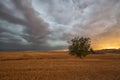 Summer stormy day in a cereal field