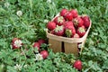 Summer strawberry harvest. Ripe appetizing red strawberries in wooden box stand in glade of blooming clover. international Royalty Free Stock Photo