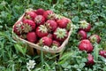 Summer strawberry harvest. Ripe appetizing red strawberries in wooden box stand in glade of blooming clover. Royalty Free Stock Photo