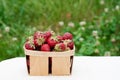 Summer strawberry harvest. Ripe appetizing red strawberries in wooden box stand on table against background of green grass Royalty Free Stock Photo