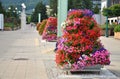 Summer street decoration of the city - pyramid made from particoloured flowers