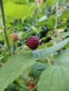 Summer berry in the garden in the evening