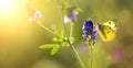 Summer, summertime background - butterfly sitting on a flower