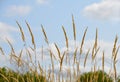 Golden Field Grass against blue sky; copyspace Royalty Free Stock Photo