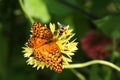 Variegated fritillary butterfly and bee on gaillardia blossom