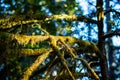 Sun lights up moss on tree, blurred background Royalty Free Stock Photo
