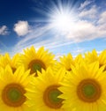 Summer sun over the sunflower field