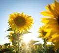 Summer sun over the sunflower field with blue sky Royalty Free Stock Photo