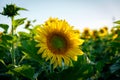 Summer sun over the sunflower field with blue sky Royalty Free Stock Photo