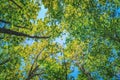 Summer sun shining through canopy of tall trees woods. Royalty Free Stock Photo