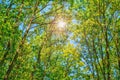 Summer sun shining through canopy of tall trees woods. Royalty Free Stock Photo