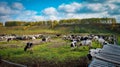 Summer the sun is shining and the cows have been released to kard Royalty Free Stock Photo