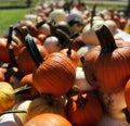 Perfect plump orange pumpkin atop a large mound of pumpkins and gourds.