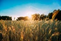 Summer Sun Shining Over Agricultural Landscape Of Green Wheat Field Royalty Free Stock Photo