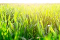 Summer Sun Shining Over Agricultural Landscape Of Green Wheat Field. Young Green Wheat In Sunset Dawn Time Royalty Free Stock Photo