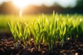 Summer Sun Shining Over Agricultural Landscape Of Green Wheat Field. Young Green Wheat In Sunset Dawn Time. June Month. Royalty Free Stock Photo