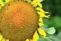 summer sunflower background Royalty Free Stock Photo