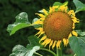 summer sunflower background Royalty Free Stock Photo