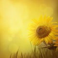 Summer sunflower background Royalty Free Stock Photo