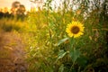 Summer sunflower background Royalty Free Stock Photo