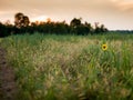 Summer sunflower background Royalty Free Stock Photo