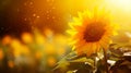 Summer sunflower banner with nature background for horizontal agriculture promotion Royalty Free Stock Photo