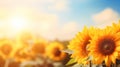 Summer sunflower banner with vibrant nature background for agricultural promotion Royalty Free Stock Photo