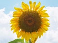 Summer Sunflower Royalty Free Stock Photo