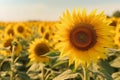 Summer sunflower field closeup. Generate Ai