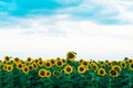 Summer sunflower field. Field of sunflowers with blue sky. A sunflower field at sunset. Royalty Free Stock Photo